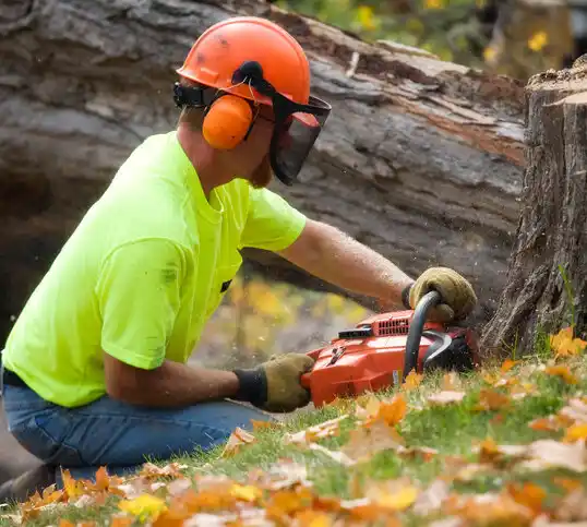 tree services Lansing